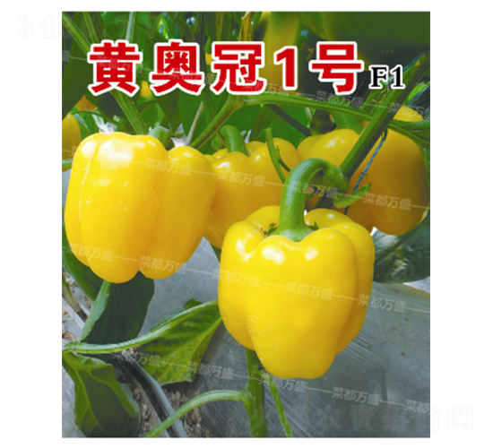 �S�W��1̖(h��o)-�����N��-�˶��f(w��n)ʢ