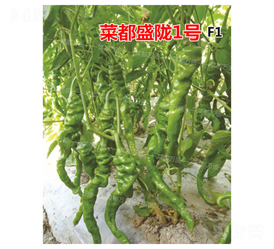 �˶�ʢ�]1̖-�����N��-�˶��fʢ