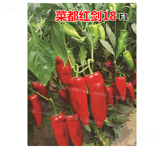 �˶��t��18-�����N��-�˶��f(w��n)ʢ