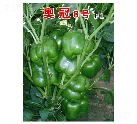 �W��8̖(h��o)-�����N��-�˶��f(w��n)ʢ