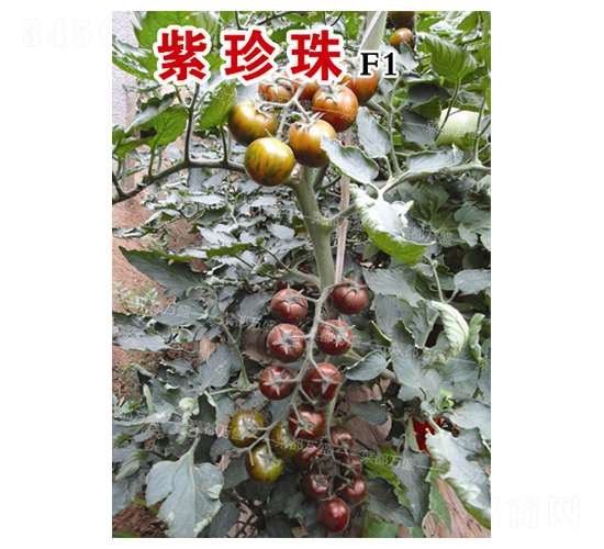 ������-���t���N��-�˶��fʢ