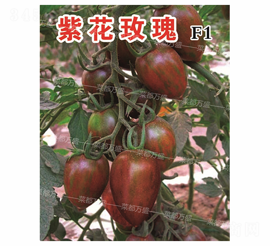 �ϻ�õ��-���t���N��-�˶��f(w��n)ʢ