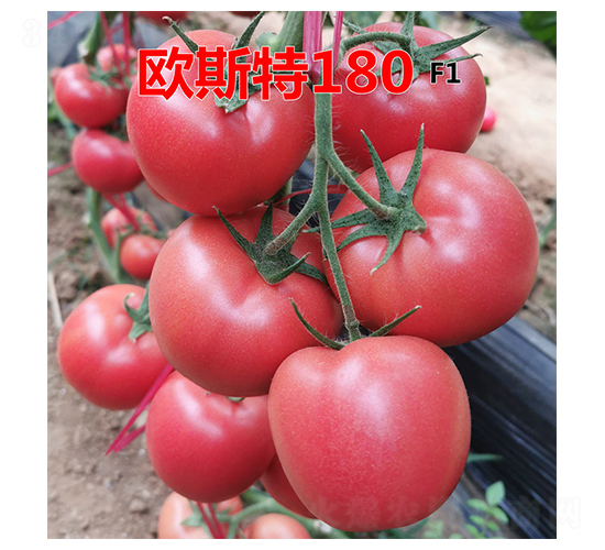 �W˹��180-���t���N��-�˶��fʢ