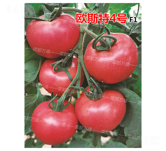 �W˹��4̖(h��o)-���t���N��-�˶��f(w��n)ʢ