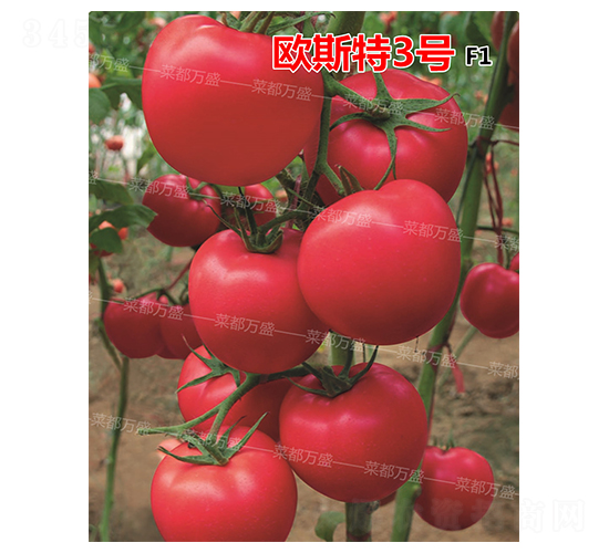 �W˹��3̖(h��o)-���t���N��-�˶��f(w��n)ʢ