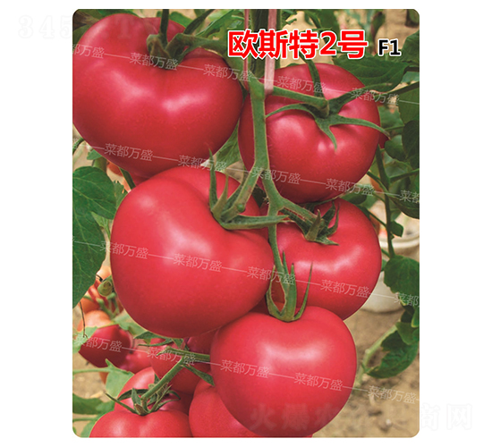 �W˹��2̖(h��o)-���t���N��-�˶��f(w��n)ʢ