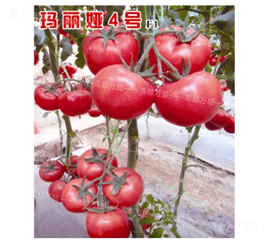 �����I4̖(h��o)-���t���N��-�˶��f(w��n)ʢ