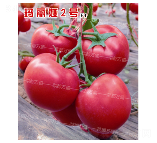 �����I2̖-���t���N��-�˶��fʢ