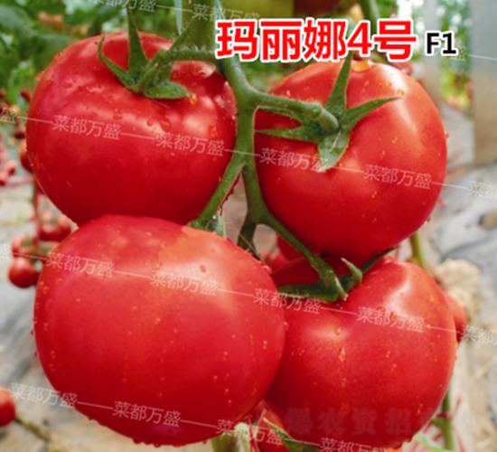 ������4̖-���t���N��-�˶��fʢ