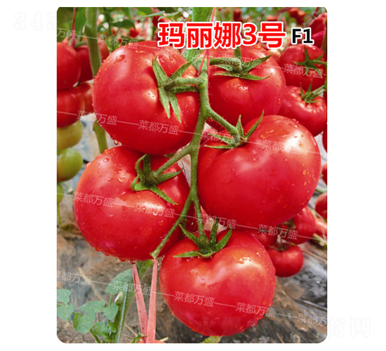 ������3̖-���t���N��-�˶��fʢ