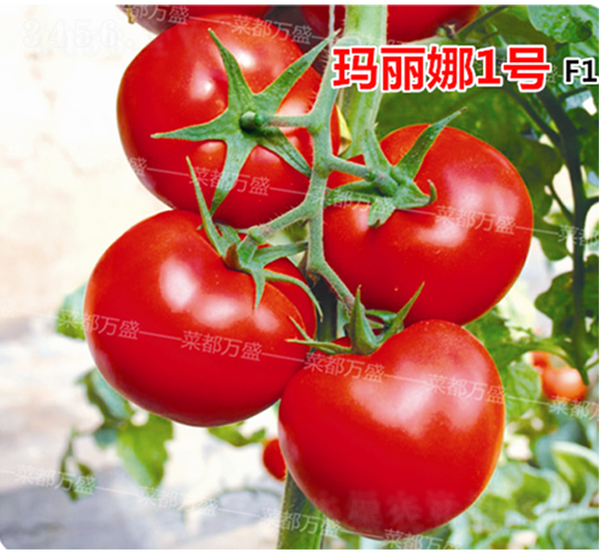 ������1̖(h��o)-���t���N��-�˶��f(w��n)ʢ