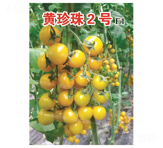 �S����2̖-���t���N��-�˶��fʢ