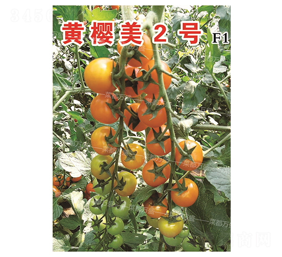 �S����2̖-���t���N��-�˶��fʢ