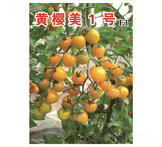 �S����1̖-���t���N��-�˶��fʢ