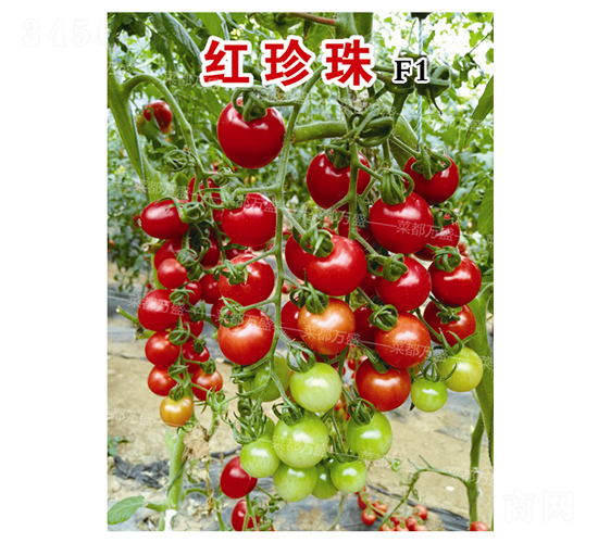 �t����-���t���N��-�˶��fʢ