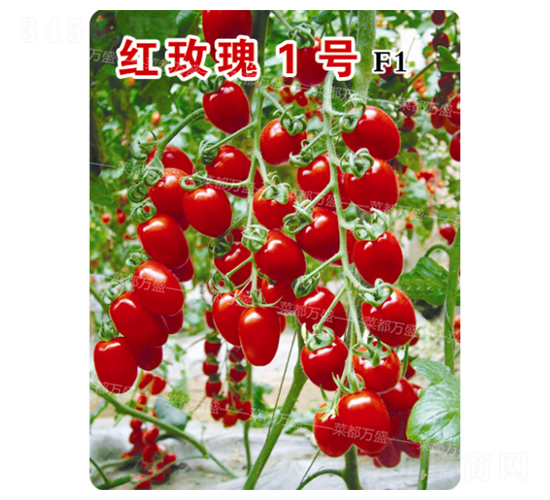 �tõ��1̖-���t���N��-�˶��fʢ