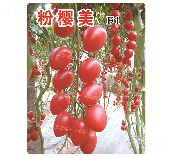 �ۙ���-���t���N��-�˶��fʢ