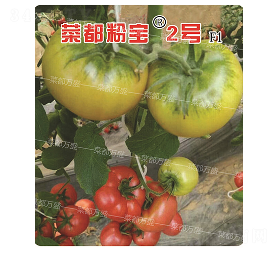 �˶��ی�2̖-���t���N��-�˶��fʢ