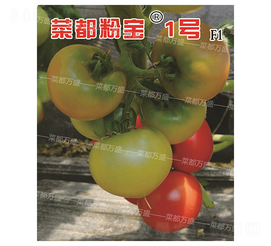 �˶��ی�1̖(h��o)-���t���N��-�˶��fʢ