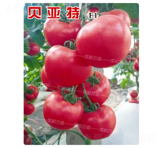 ؐ����-���t���N��-�˶��fʢ