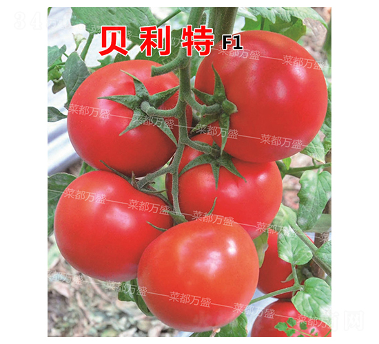 ؐ����-���t���N��-�˶��fʢ