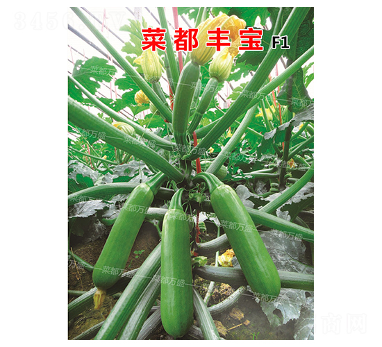 �˶��S��-�����J�N��-�˶��fʢ