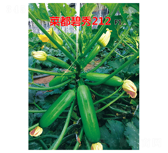 �˶�����212-�����J�N��-�˶��fʢ