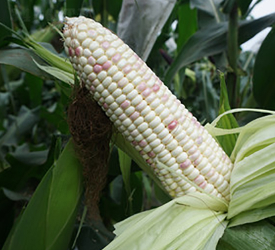 �wԽ-Ŵ���׷N��-���A�N�I(y��)