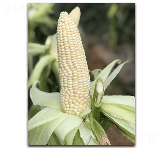 ����Ŵ65-Ŵ���׷N��-���A�N�I(y��)