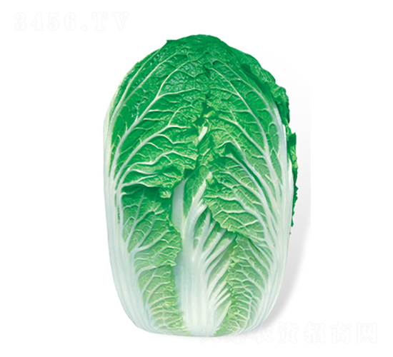 ����-��ײ˷N��-���A�N�I(y��)