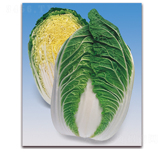 ������-��ײ˷N��-���A�N�I(y��)