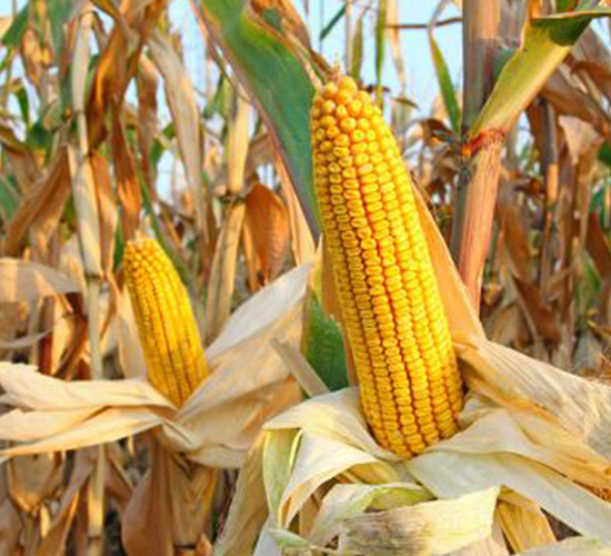 ����909-���׷N��-��Դ�N�I(y��)