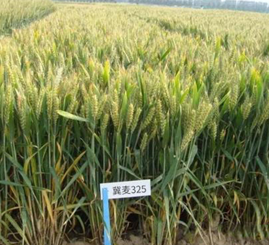 ����325-С���N��-��Դ�N�I(y��)