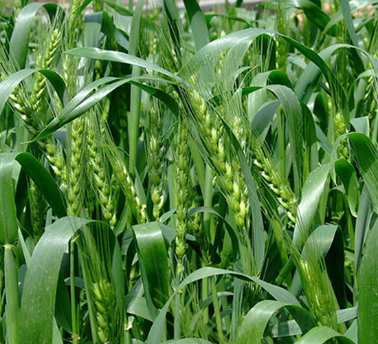 ˴��1718-С���N��-��Դ�N�I(y��)