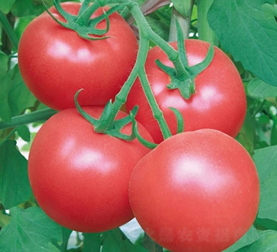 ����68-���ѷN��-��Ļ��