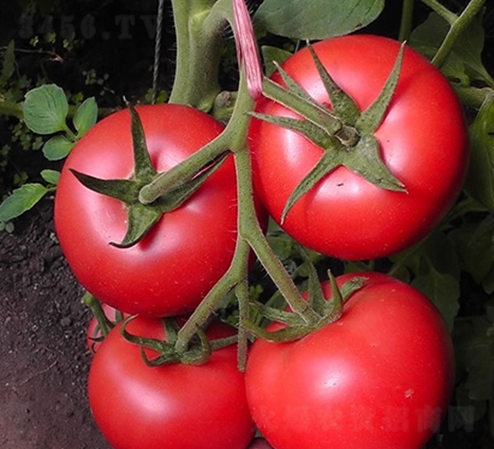 ����-���ѷN��-��Ļ��