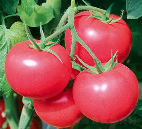 ��ʢ�_(d��)-���ѷN��-��Ļ��