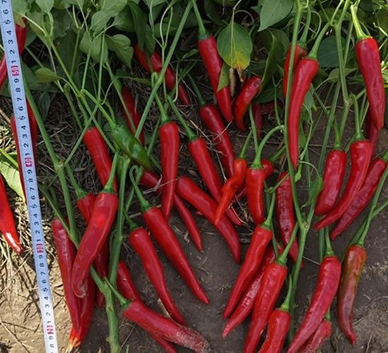 �t��-�����N��-��Ļ��