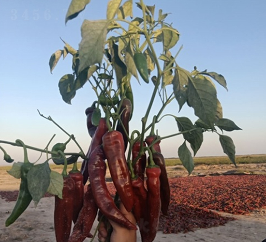 �Ͻ�ɽ-�����N��-��Ļ��