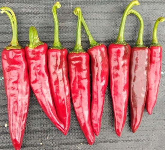 �ػ�-�����N��-��Ļ��