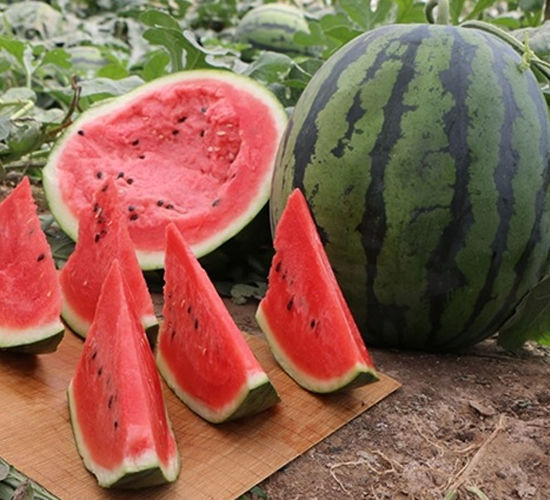 Ļ��t��-���ϷN��-��Ļ��