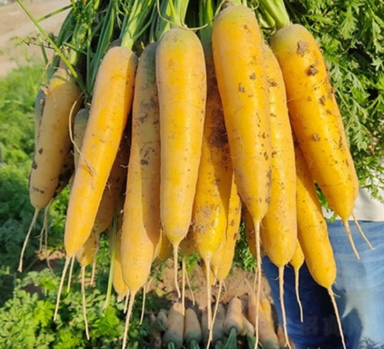 ��S��-���}���N��-��Ļ��