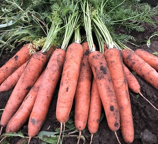 �����t-���}���N��-��Ļ��