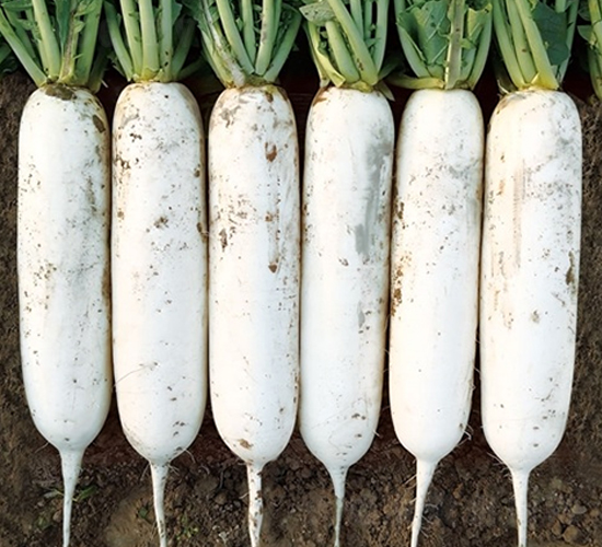 ����-�}���N��-��Ļ��