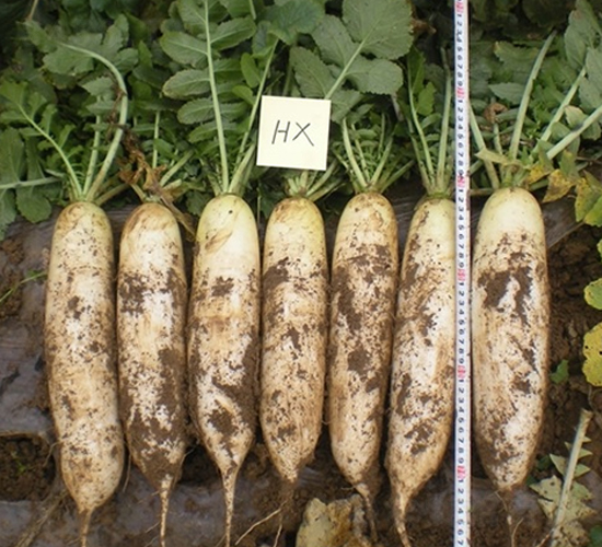 ��ѩ-�}���N��-��Ļ��