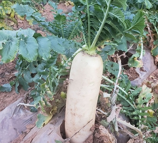 Ļ��������̖-�}���N��-��Ļ��