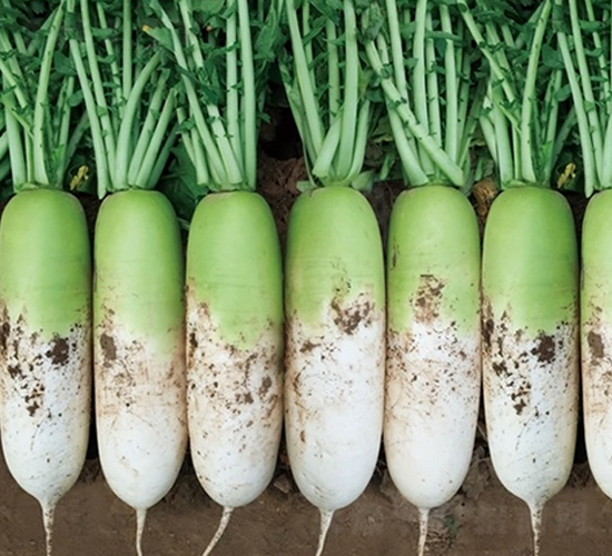 ͤ��-�}���N��-��Ļ��