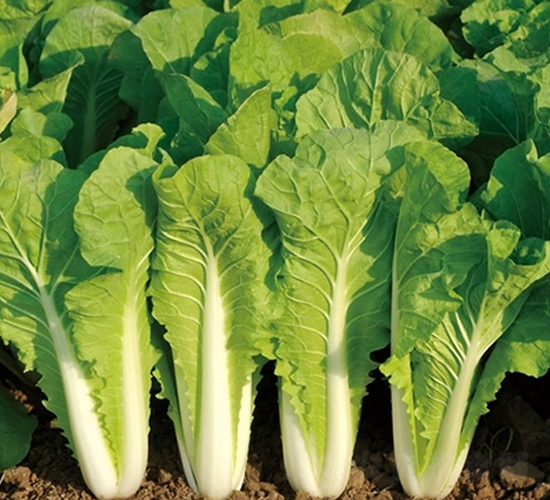 ��Ļ����2̖(h��o)-�ײ˷N��-��Ļ��