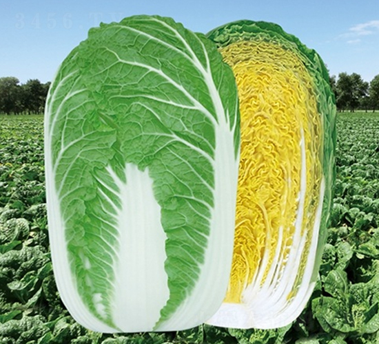 ��Ļ����Ʒ-�ײ˷N��-��Ļ��