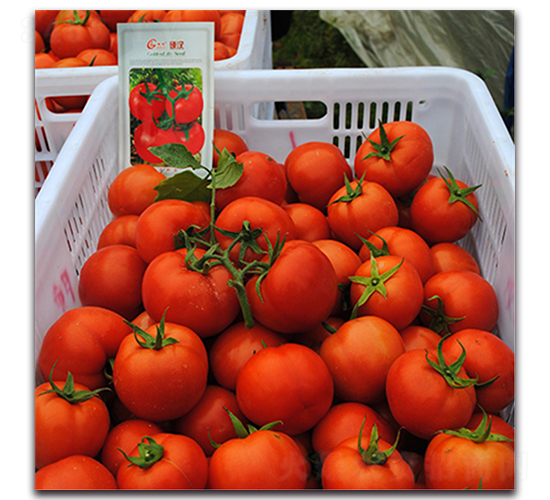 Ӳ�h-���ѷN��-��֮��